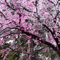 Redbud on Ice