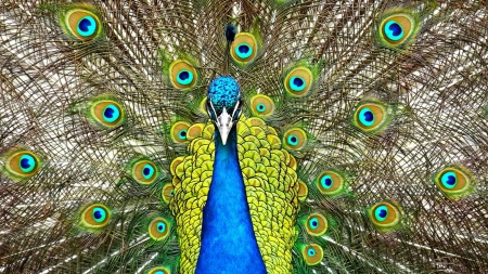 peacock - bird, fun, abstract, fantasy, peacock, cool