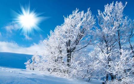 Winter Landscape - trees, winter, nature, bright, landscape, snow, sun