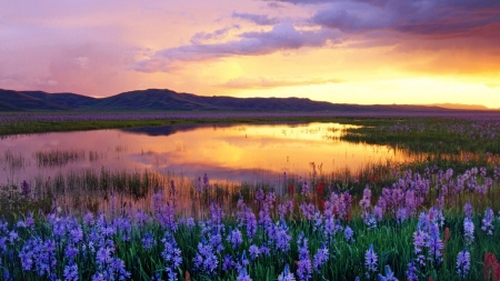 Sunset Flowers Lake