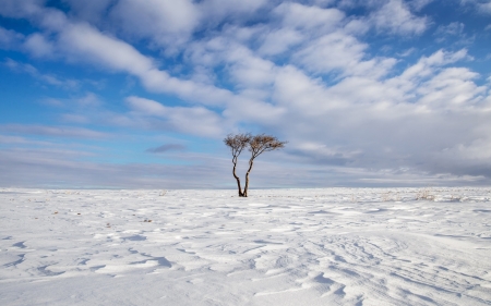 Snowy landscape - winter, nature, landscape, snow, tree, sky