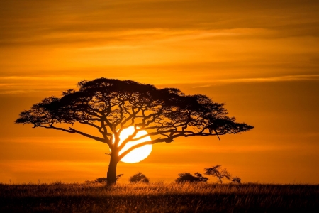 sunset thru a tree - nature, fun, cool, sun, sunset