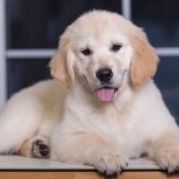 gold retriever