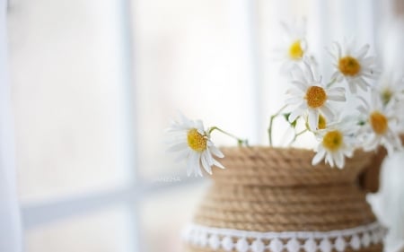 Beautiful Flower - flowers, white, basket, bloom