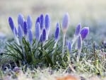 Morning Dew on the Crocus