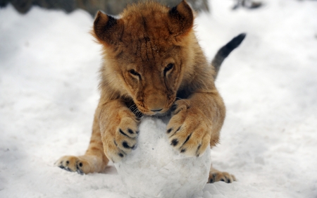 Playful lion cub