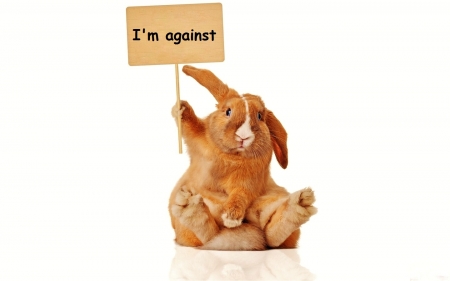 I'm against - funny, creative, bunny, white, rabbit, rodent, situation, animal, orange