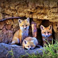 Little Foxes