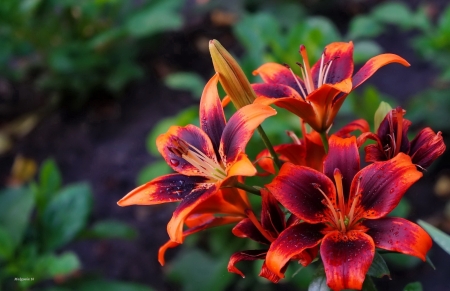 Lilies background - pretty, lilies, beautiful, lovely, flowers, colorful, red, garden, macro