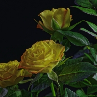 Yellow roses background