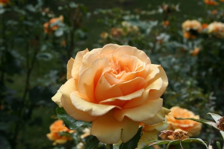 Orange Rose - love, wide screen, beauty, photography, rose, floral, beautiful, romance, orange, photo, flower