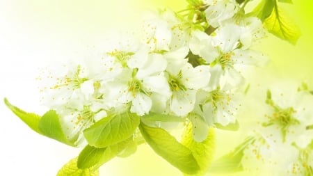 Apple Blossoms Light - ona theme, fresh, sunlight, light, blooms, spring, sakura, yellow, flowers, cherry blossoms, apple blossoms, firefox persona theme