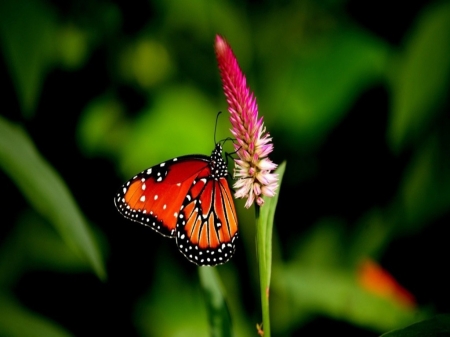 Butterfly - leaves, macro, green, grass