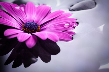 ♥ - abstract, flower, gerbera, photography