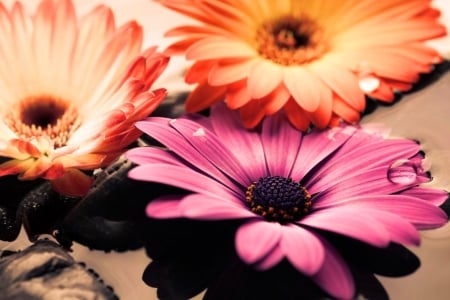 ♥ - abstract, flowers, gerberas, pink