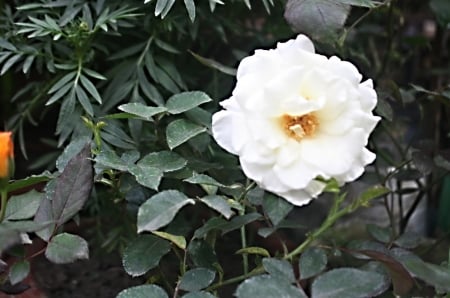 white Rose - rose, white, cool, green