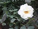 white Rose