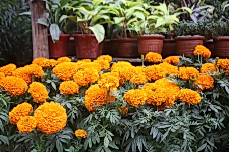 Gada Garden - gada, yellow, flower