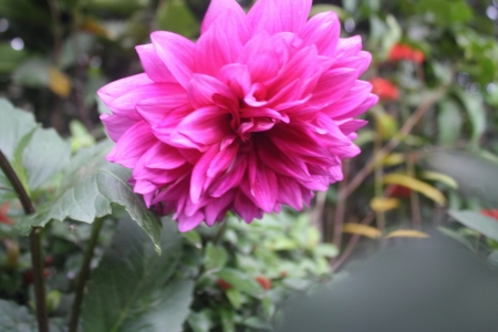 pink Dahlia - Color, Dahlia, Pink, Single