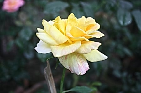 Yellow Rose - Rose, Yellow, Flower, Single