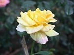 Yellow Rose