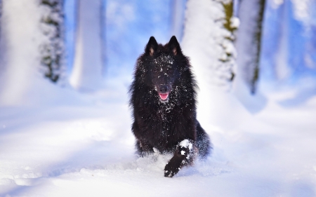 Dog on the snow - winter, nature, dog, snow