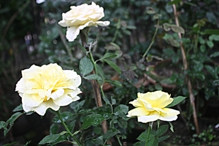 Three White Roses - Flower, White, Roses, Three