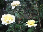 Three White Roses