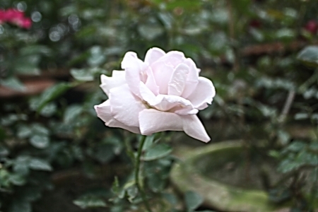 White Rose - white, single, rose, flower