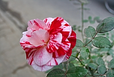 White & pink Single Rose - white, single, rose, pink