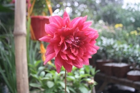 Pink Single Dahlia - Color, Dahlia, Pink, Single