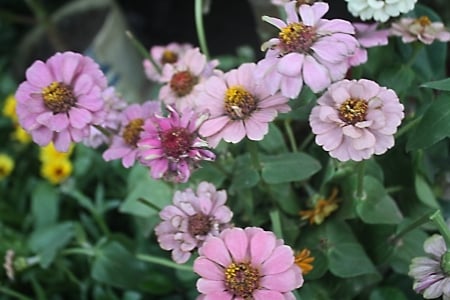 Pink- White Zinnia - Pink, White, Flowers, Many