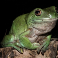 a green tree frog