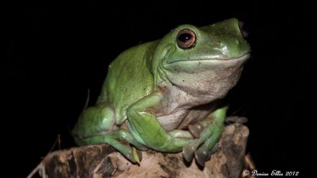 a green tree frog - frog, night, visitor, green