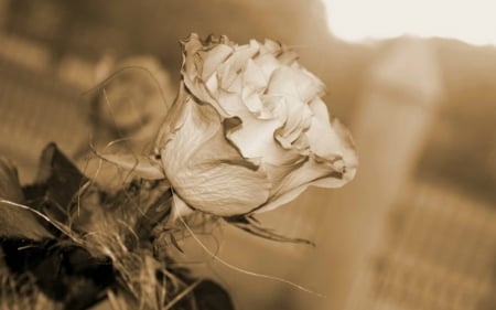 Beautiful Rose - flower, nature, rose, bud