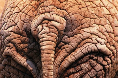 Elephant - fauna, elephant, abstract, background, animal, wallpaper, desktop, texture