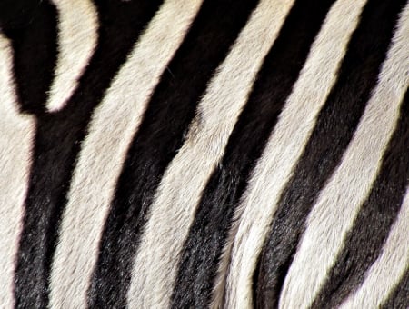 Zebra - zebra, abstract, background, animal, wallpaper, desktop, texture