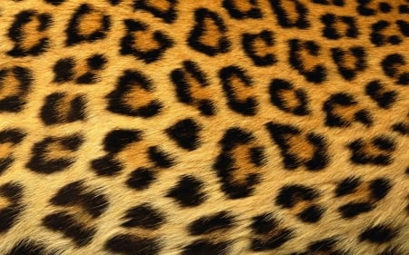 Leopard - leopard, abstract, background, animal, wallpaper, desktop, texture