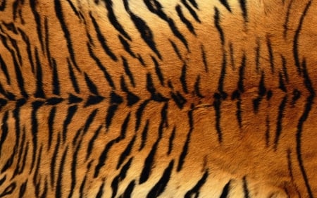 Tiger - abstract, background, animal, wallpaper, desktop, texture, tiger