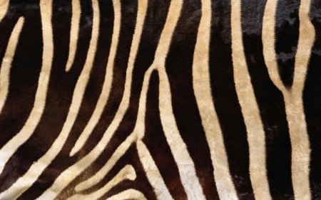 Zebra - zebra, abstract, background, animal, wallpaper, desktop, texture