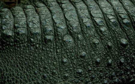 Crocodile - abstract, animal, background, texture, desktop, wallpaper