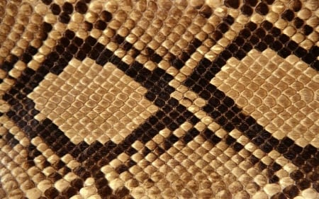 Snake - abstract, background, snake, animal, wallpaper, desktop, texture