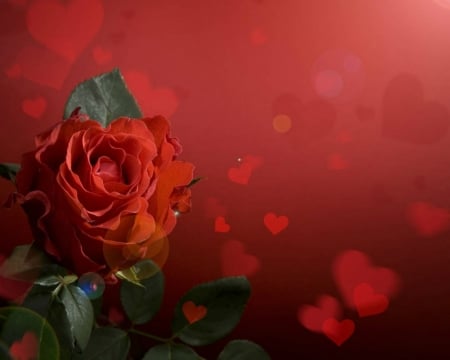 Beautiful Rose - rose, flower, heart, red