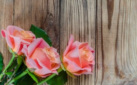 Beautiful Roses - flowers, roses, nature, wood