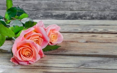 Beautiful Roses - flowers, roses, petals, wood