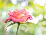 Beautiful Rose