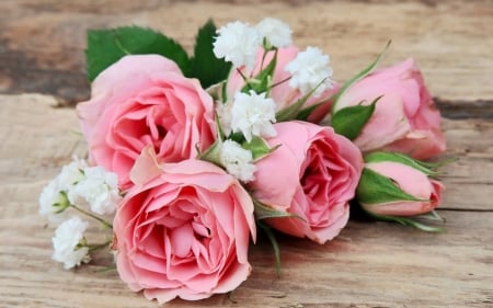 Lovely Flowers - flowers, roses, pink, bloom