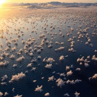 Frost Flowers In The Arctic Ocean