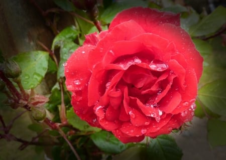 After Rain - red, drops, rose, rain, petals, flowers, nature, droplets