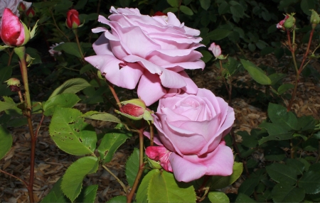 Two Beauties - roses, pink, flowers, leaves, buds, nature, green